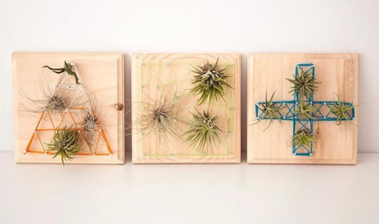 plus sign, a triangle, and a grid string sign with air plants on them