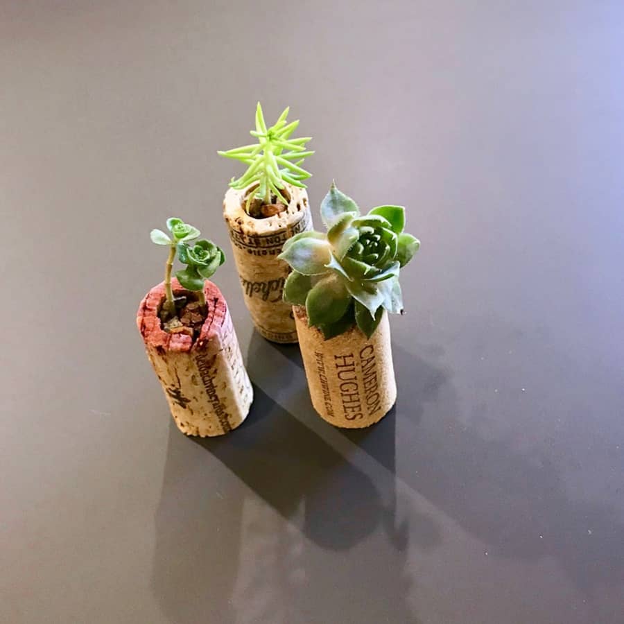 Adorable wine cork succulents planters perfect for party favors